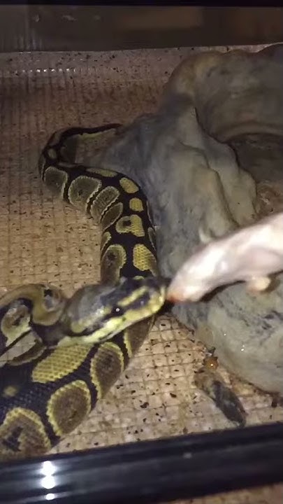 Baby Ball Python Eats Mouse - ( Slo-Mo ) - YouTube
