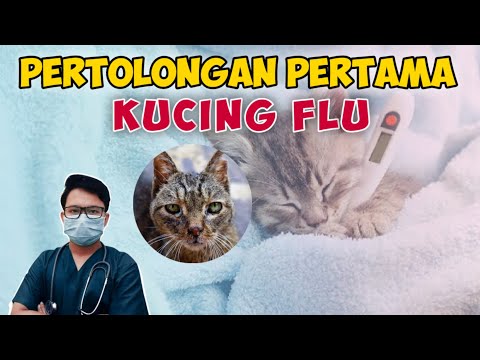 Video: 5 Hal Yang Perlu Diketahui Setiap Pemilik Tentang Pemberian Pil Kucing