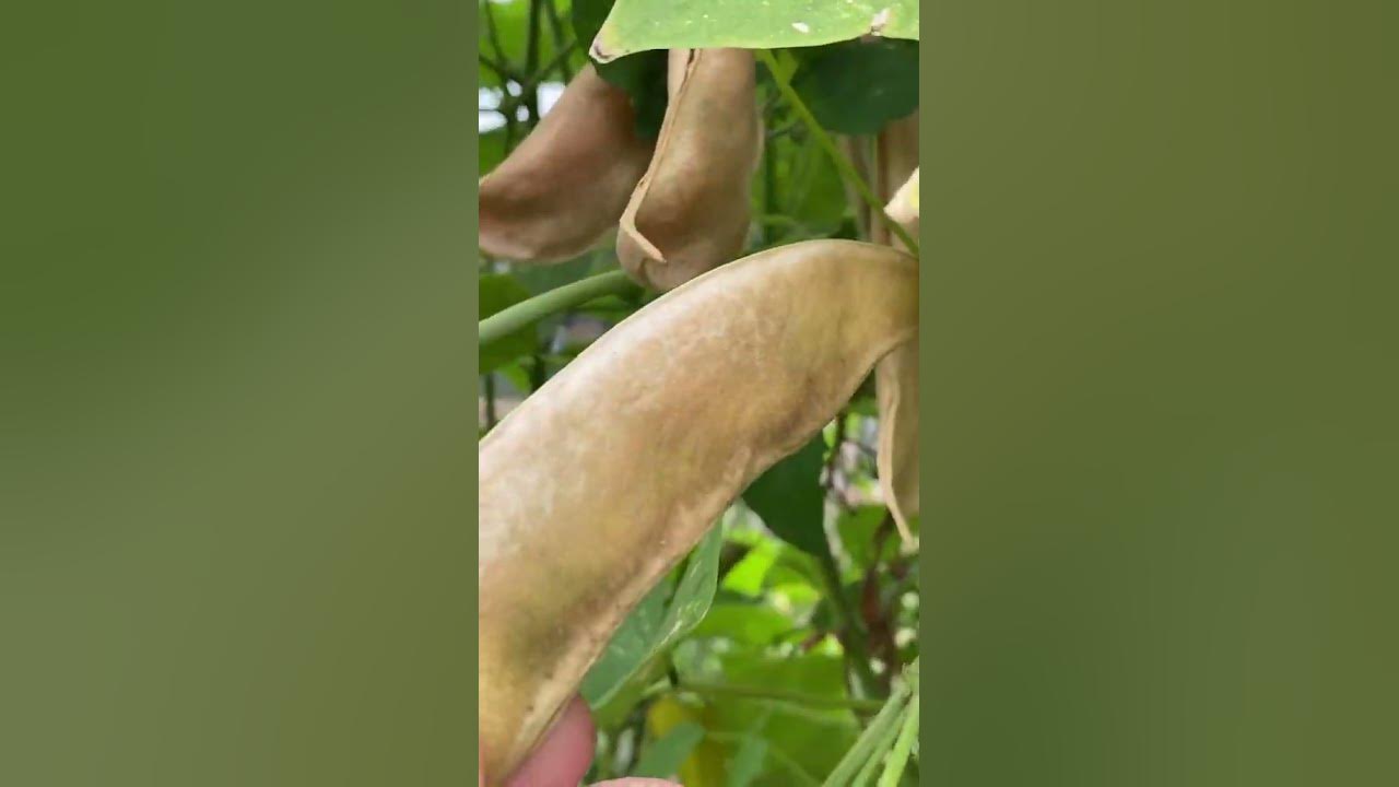 I grew free bean plants from store-bought beans…