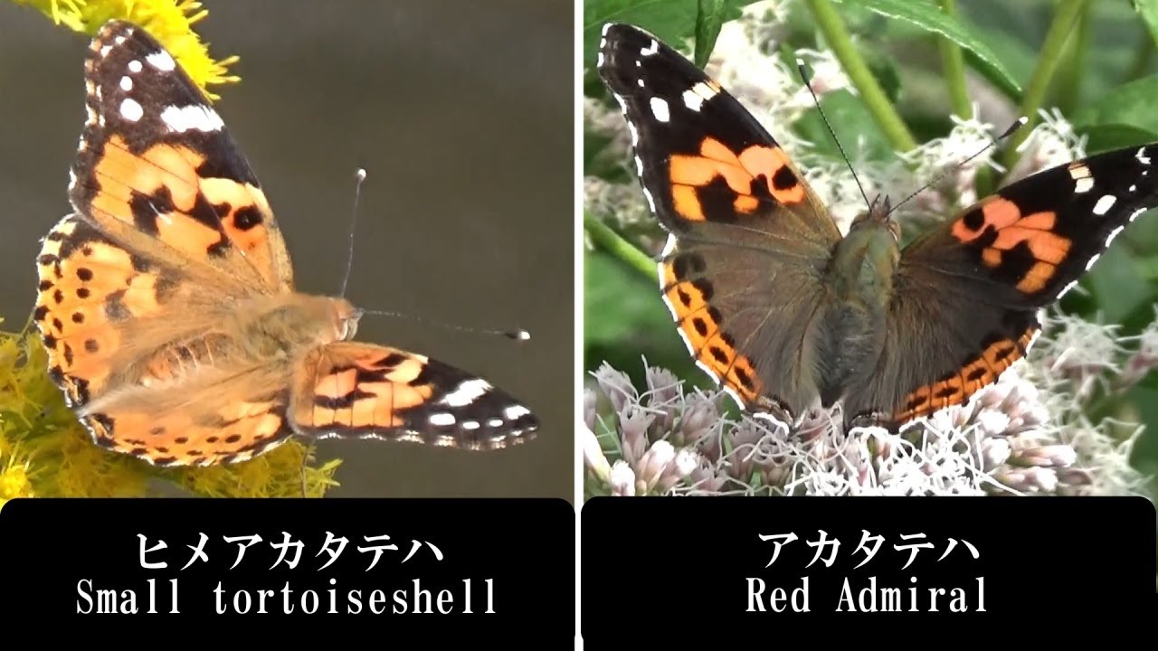 アカタテハとヒメアカタテハの見分け , アカタテハ・ヒメアカタテハの違い – VTFDLI