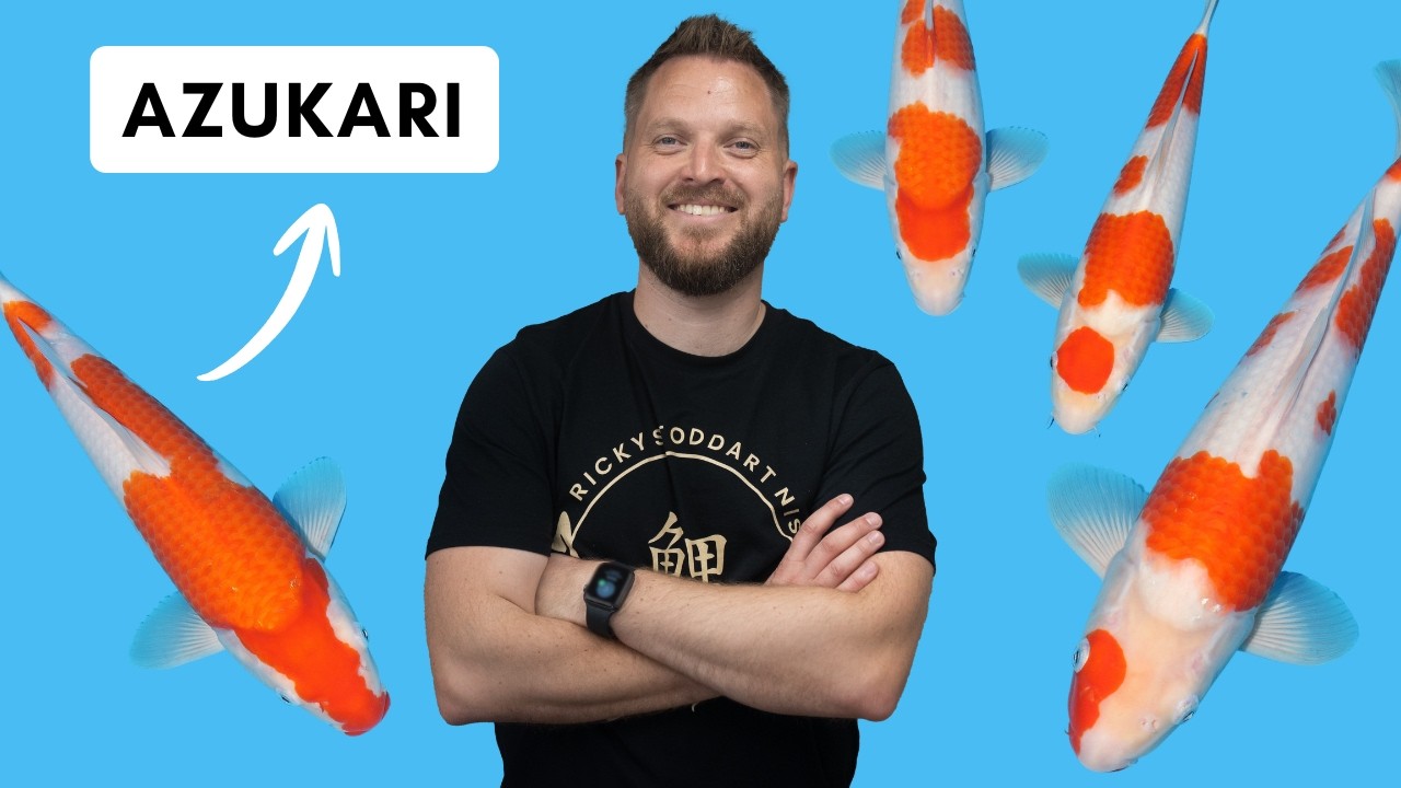 This Is Azukari — How I'm Growing 20 Saito Kohaku For You Through