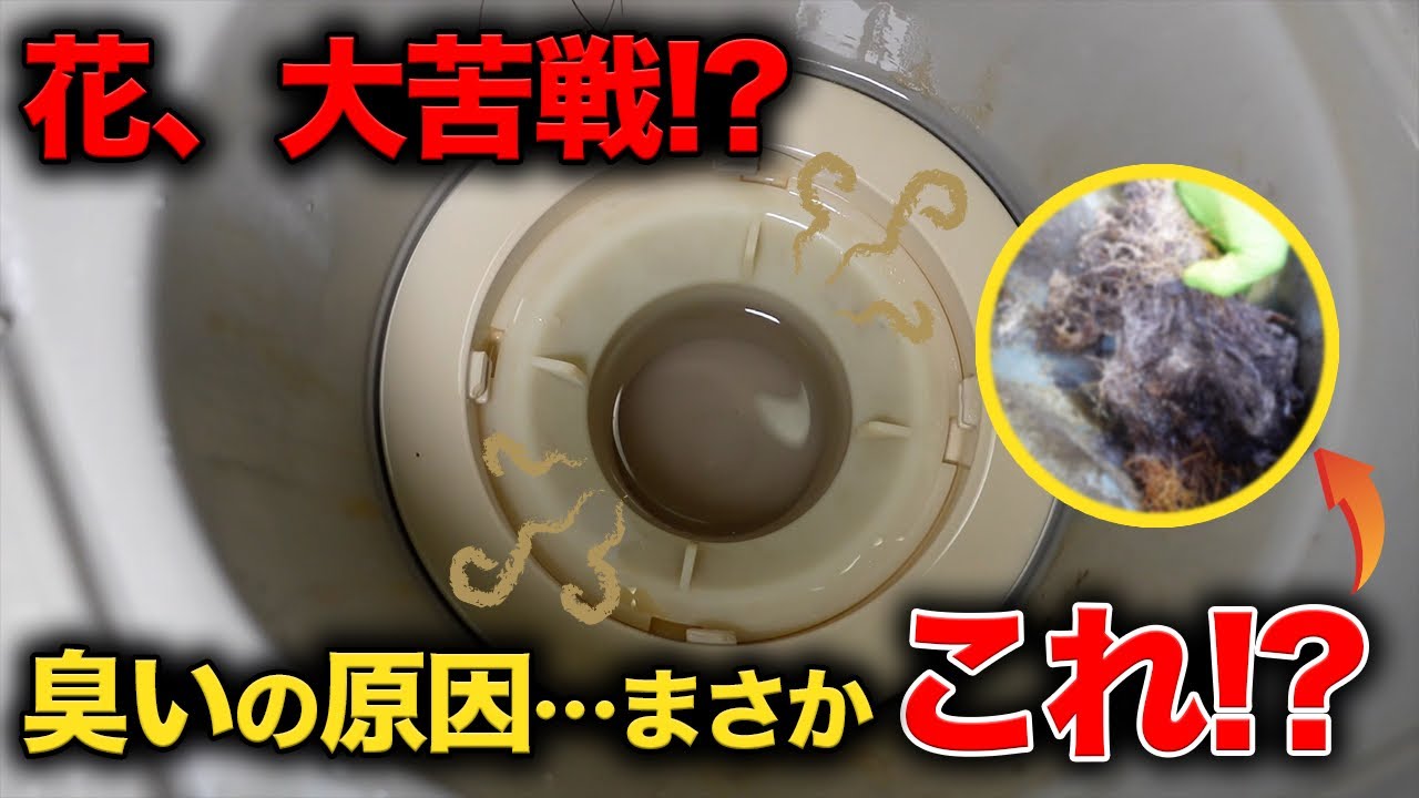 原因はなに？臭気調査のつもりが意外なモノ発見！！【花のお掃除 #262】