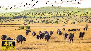 4K African Animals: Serengeti National Park, Tanzania - Scenic Wildlife Film With Calming Music by Relaxation Animals of Africa 4k 422 views 4 months ago 3 hours, 30 minutes