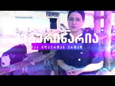 ბლოგი \"ვეტერინარია\" - აგროTV