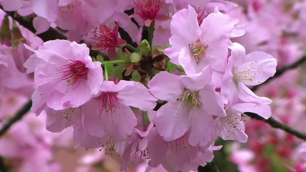 Японская песня сакура. Терен цветет. Когда цветет абрикос.