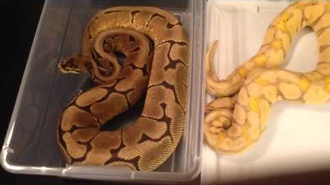 Ball Python Collection 2016!