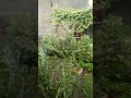 La Primera Lluvia La Primera Lluvia