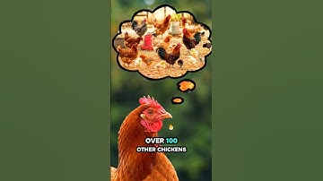 Chickens Are Secretly Geniuses 🐔 (Smarter Than You Think!) #facts #chicken #funny