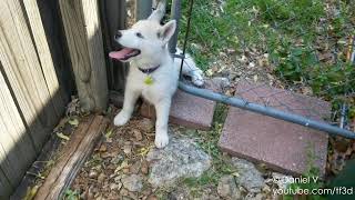 Siberian Husky Puppy to Adult 8 Weeks to 1 Year Transformation