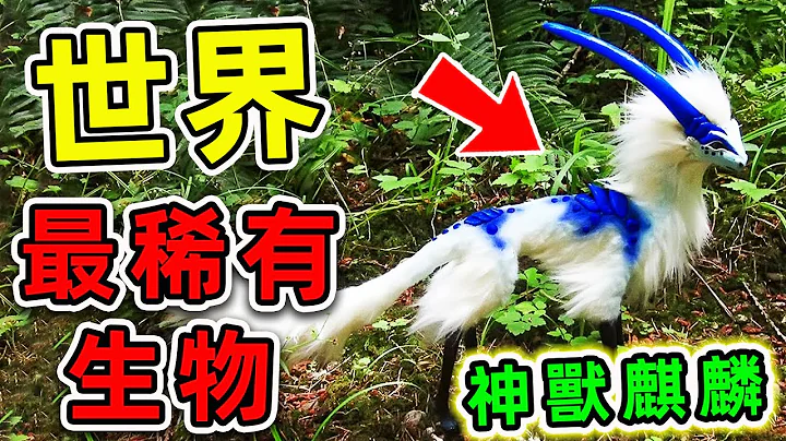 全世界最罕見的10個瀕危動物！麒麟竟然真實存在，第一名全球只剩一隻！|#世界之最top #世界之最 #出類拔萃 #腦洞大開 #top10 #瀕危動物 - 天天要聞