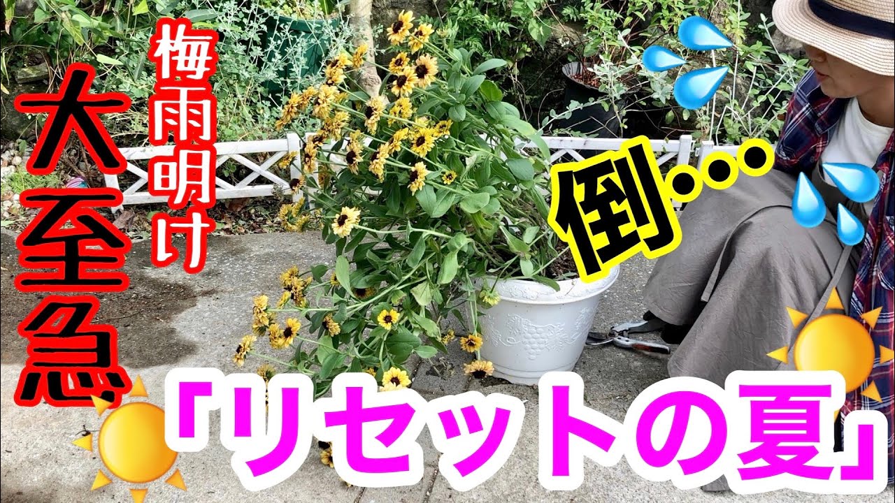 ヒマワリ とんでもなく満開にするための方法 種まき 植え付け 開花までの75日間の成長記録を全てお見せします 種まきは4 6月が適期ですよ ゴッホのひまわり ガーデニング Youtube