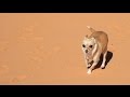 Funny Chihuahua Enjoying the Sand