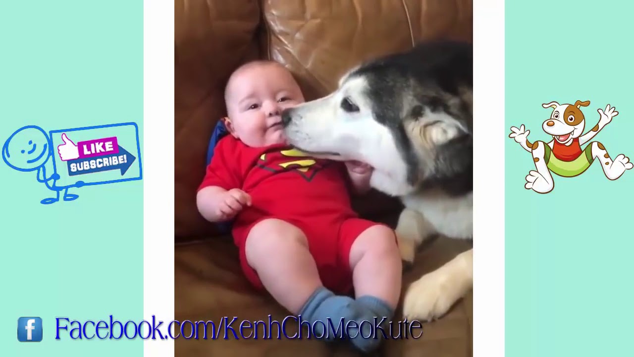 247 Husky dễ thương làm bảo mẫu   Em bé và chó Husky   Dogs and babies are best friends