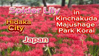 SPIDER LILY @Kinchakuda Manjushage Park Korai Hongo,Hidaka city Japan#2
