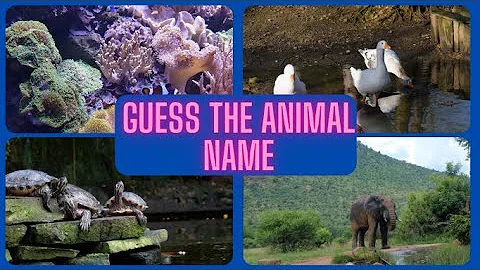 GUESS THE ANIMAL NAME