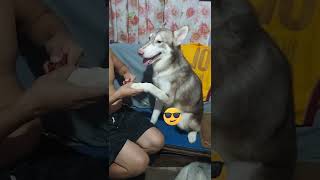 THIS SIBERIAN HUSKY IS SUPER BEHAVE WHILE HIS NAILS WERE TRIMMED| Wakyrie Abs #siberianhusky #husky by Wakyrie Abs 117 views 1 year ago 1 minute, 8 seconds