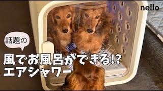 ドライヤー嫌いな犬に【犬猫用】最新ドライヤーハウスで風浴してみたら...nelloペットドライルーム®+Deo