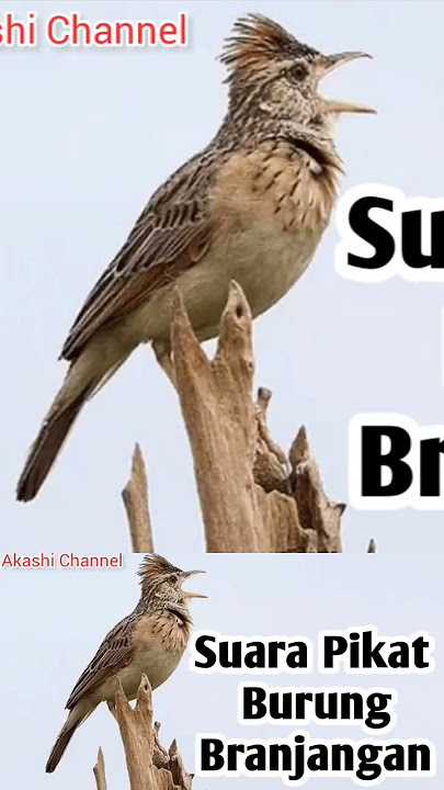 Suara Pikat Burung Branjangan