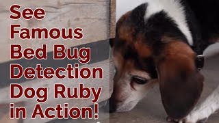 Ruby - The Bed Bug Detection Dog - Bed Bug Finders Llc