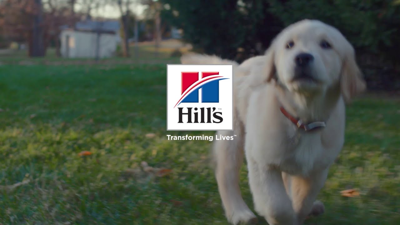 Hill's Pet Nutrition Cyprus YouTube
