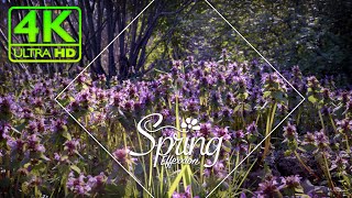 SPRING Relaxation Music with a beautiful Flute - Relaxing Nature