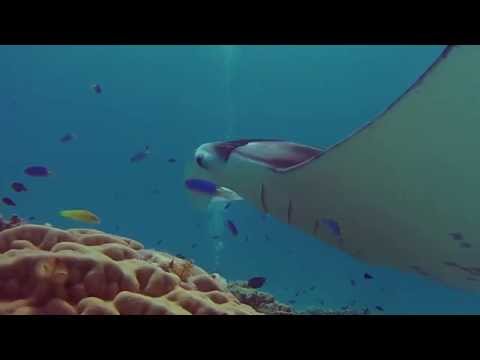 Fafarua - Manta Ray - Tikehau