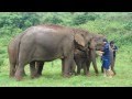 Khum Min the elephant is welcomed into the free herd by a very forward female!