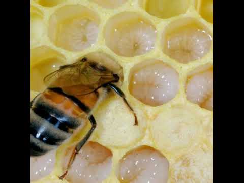 Видео: Професия пчелар или пчелар