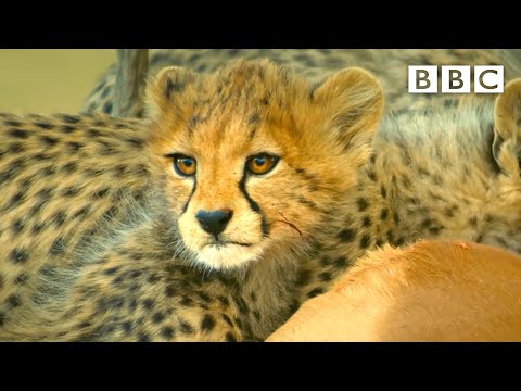 Cheetah cub fights