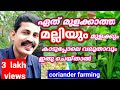 ഏത് മുളക്കാത്ത മല്ലിയും ഇങ്ങനെ ചെയ്താൽ മുളക്കും, ഗ്രോബാഗിൽ കാടുപ്പോലെ ഉണ്ടാക്കും Coriander Farming