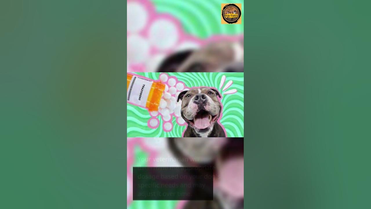 how-much-trazodone-for-dogs-youtube