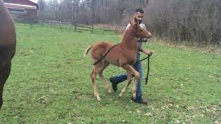 2nd week leading nipper 05012016 1