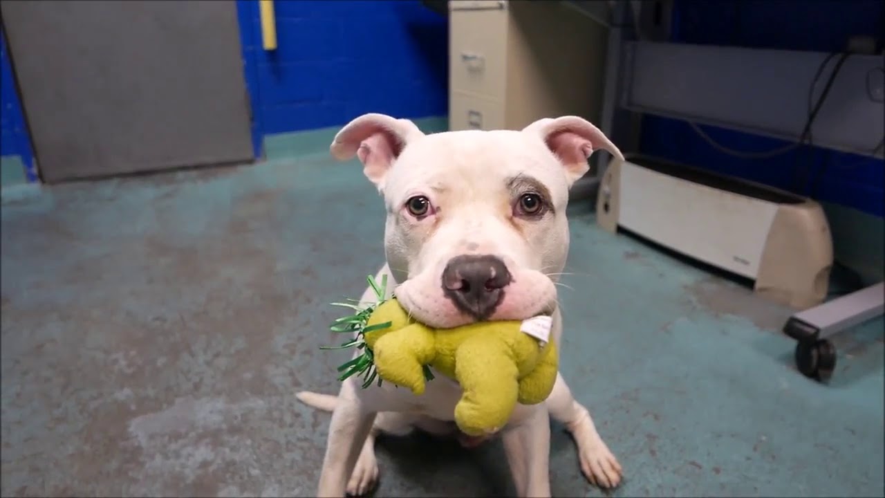 adopt cats long island Horton 53995 & his green BFF NYCACC