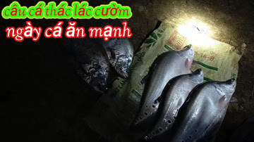 câu cá thác lác cườm (câu cá làng hai) phần 7