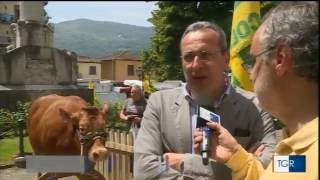 IL TGR RAI TOSCANA OGGI PARLA DELLA ZOOTECNIA DA CARNE TOSCANA