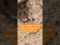 Hamster räumt altes Gemüse und Futterhülsen auf 😊🐹❤️ #hamsterfunny #goldhamster #hamsterstories #pet