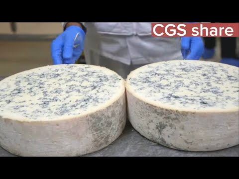 Como é feito o queijo gorgonzola, fabricação do famoso queijo com fungos.