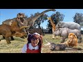 Dinosaurs and animals for kids  soso brings her dinosaurs and animal toys to life