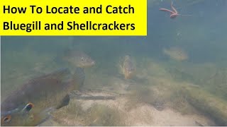 Famous How To Locate and Catch Bluegill and Shellcrackers During the Spawn Wealth