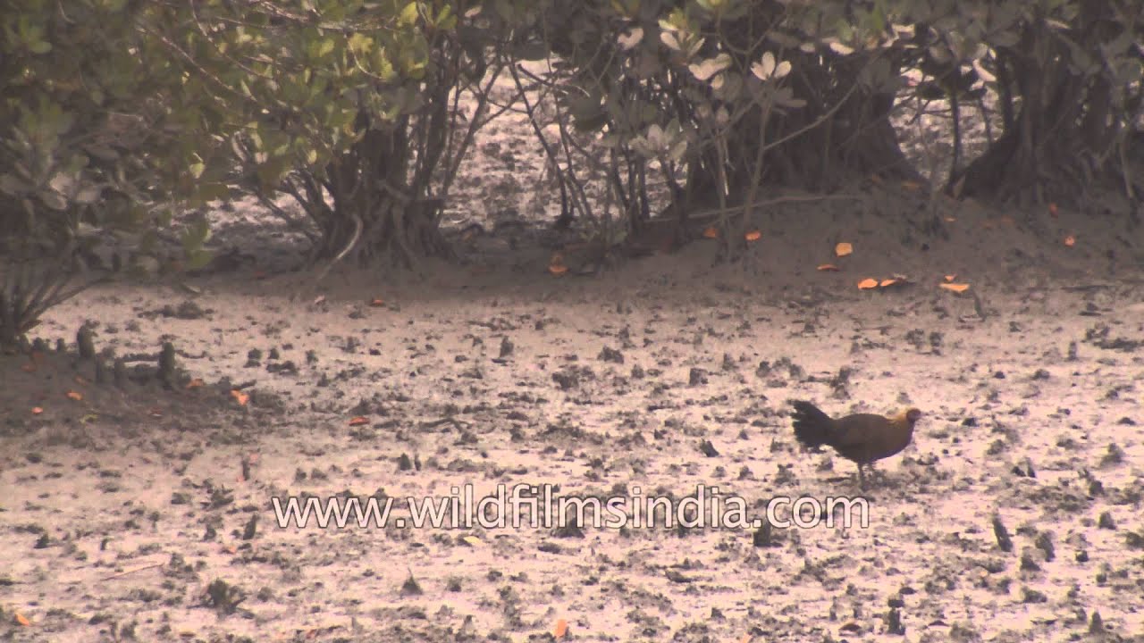 Red Junglefowl in Sundarbans mangrove swamp 