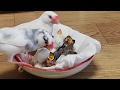 文鳥の子育て…育児上手のパパとママ「Java sparrow familys」