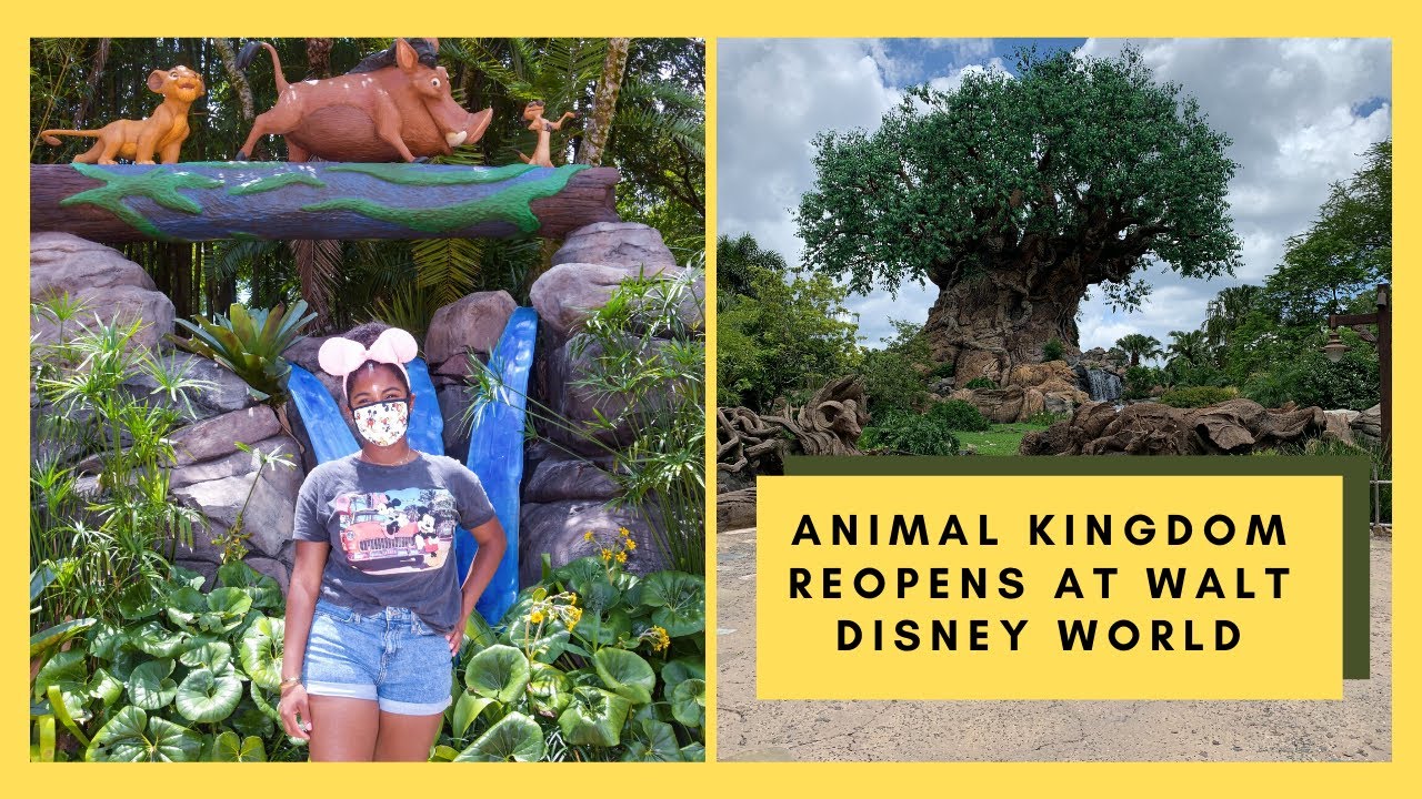 Walt Disney World Reopening Disney s Animal Kingdom Crowd Levels walt-disney-world-reopening-disney-s-animal-kingdom-crowd-levels