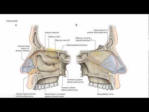 Video: Anatomie, Diagram En Functie Van Het Neusbeen - Lichaamskaarten