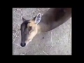 Do You Like A Banané? (Funny Deer Moment(nom)