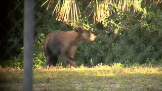 Black bear on the loose in downtown Fort Myers captured