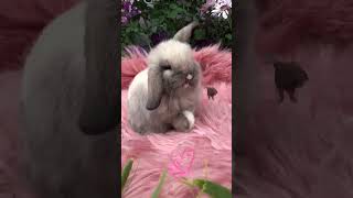 🐰Hilarious Lop Eared Rabbit Tries To Eat Giant Feet! 🦶🐇 Rabbit Recall Comedy 😂