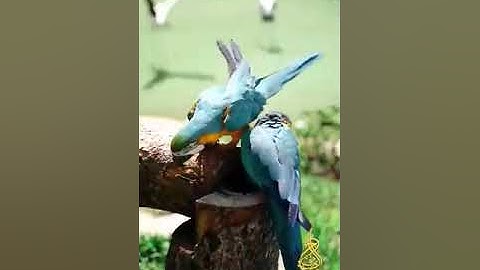 قناة أبوأســــيد أبوالرُّب   {}{آيات من سورة الزمر }{}