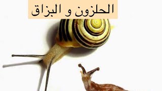 الحلزون و البزاق و اضراره للنباتات و طرق التخلص منه طبيعياً و كيميائياً