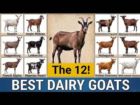 The 12 BEST Goat Breeds for Milk and Meat (Low Maintenance and High ...