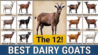 The 12 BEST Goat Breeds for Milk and Meat (Low Maintenance and High Gain)